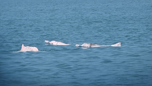 Huawei’nin Yapay Zeka Projesi Çin Beyaz Yunuslarının İzlenmesinde Erken Başarı Sağladı