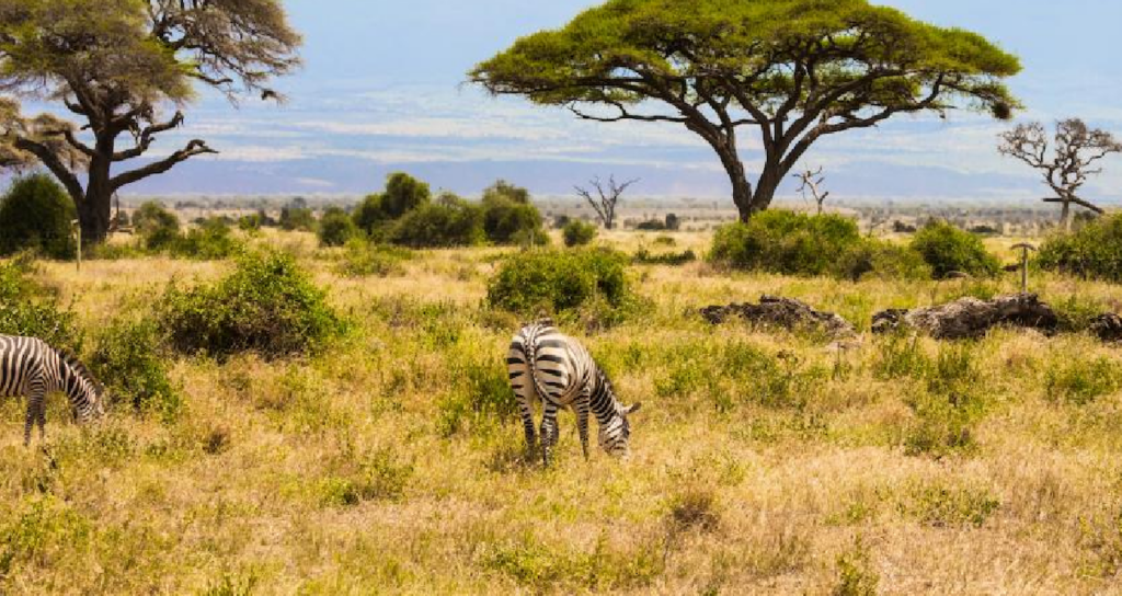 Kenya Savanındaki 18 Yıllık Deney Büyük Otçulların Ağaç Örtüsündeki Etkisini Gösterdi