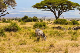 Kenya Savanındaki 18 Yıllık Deney Büyük Otçulların Ağaç Örtüsündeki Etkisini Gösterdi