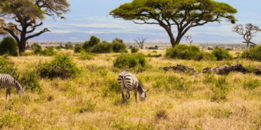 Kenya Savanındaki 18 Yıllık Deney Büyük Otçulların Ağaç Örtüsündeki Etkisini Gösterdi