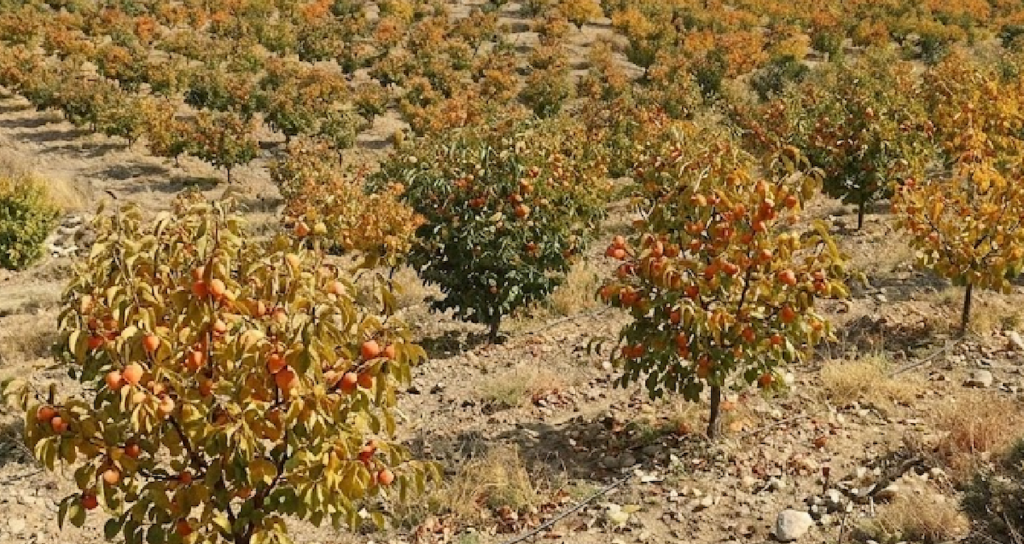 Türkiye Katma Değerli Cennet Hurması Üretimi ve İhracatıyla Küresel Pazarda Büyüyor