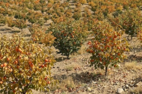 Türkiye Katma Değerli Cennet Hurması Üretimi ve İhracatıyla Küresel Pazarda Büyüyor